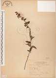 中文名:灰葉蕕(S071443)學名:Caryopteris incana (Thunb. ex Houtt.) Miq.(S071443)