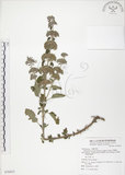 中文名:灰葉蕕(S076835)學名:Caryopteris incana (Thunb. ex Houtt.) Miq.(S076835)