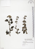 中文名:灰葉蕕(S078480)學名:Caryopteris incana (Thunb. ex Houtt.) Miq.(S078480)