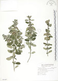 中文名:灰葉蕕(S091467)學名:Caryopteris incana (Thunb. ex Houtt.) Miq.(S091467)