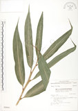 中文名:呂宋月桃(S028451)學名:Alpinia flabellata Ridl.(S028451)