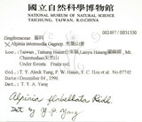 中文名:呂宋月桃(S031530)學名:Alpinia flabellata Ridl.(S031530)