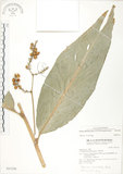 中文名:呂宋月桃(S031530)學名:Alpinia flabellata Ridl.(S031530)