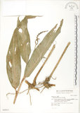 中文名:呂宋月桃(S042817)學名:Alpinia flabellata Ridl.(S042817)