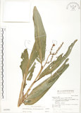 中文名:呂宋月桃(S042866)學名:Alpinia flabellata Ridl.(S042866)