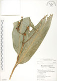中文名:呂宋月桃(S049665)學名:Alpinia flabellata Ridl.(S049665)