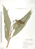 中文名:呂宋月桃(S050955)學名:Alpinia flabellata Ridl.(S050955)