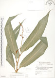 中文名:呂宋月桃(S054235)學名:Alpinia flabellata Ridl.(S054235)