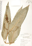 中文名:呂宋月桃(S065160)學名:Alpinia flabellata Ridl.(S065160)