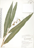 中文名:呂宋月桃(S065176)學名:Alpinia flabellata Ridl.(S065176)