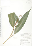 中文名:呂宋月桃(S067712)學名:Alpinia flabellata Ridl.(S067712)