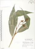 中文名:呂宋月桃(S068881)學名:Alpinia flabellata Ridl.(S068881)