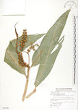 中文名:呂宋月桃(S085590)學名:Alpinia flabellata Ridl.(S085590)