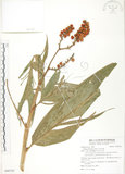 中文名:呂宋月桃(S090782)學名:Alpinia flabellata Ridl.(S090782)