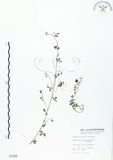 中文名:三葉木藍(S001956)學名:Indigofera trifoliata L.(S001956)英文名:Gland-dotted Indigo