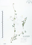 中文名:三葉木藍(S001957)學名:Indigofera trifoliata L.(S001957)英文名:Gland-dotted Indigo