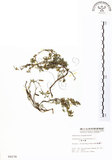 中文名:三葉木藍(S004278)學名:Indigofera trifoliata L.(S004278)英文名:Gland-dotted Indigo