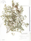 中文名:三葉木藍(S028359)學名:Indigofera trifoliata L.(S028359)英文名:Gland-dotted Indigo