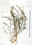 中文名:三葉木藍(S030136)學名:Indigofera trifoliata L.(S030136)英文名:Gland-dotted Indigo