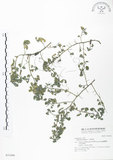 中文名:三葉木藍(S031440)學名:Indigofera trifoliata L.(S031440)英文名:Gland-dotted Indigo