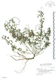 中文名:三葉木藍(S042821)學名:Indigofera trifoliata L.(S042821)英文名:Gland-dotted Indigo