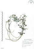 中文名:三葉木藍(S054124)學名:Indigofera trifoliata L.(S054124)英文名:Gland-dotted Indigo