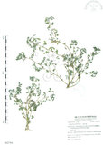 中文名:三葉木藍(S062784)學名:Indigofera trifoliata L.(S062784)英文名:Gland-dotted Indigo