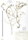 中文名:三葉木藍(S068349)學名:Indigofera trifoliata L.(S068349)英文名:Gland-dotted Indigo