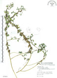 中文名:三葉木藍(S079624)學名:Indigofera trifoliata L.(S079624)英文名:Gland-dotted Indigo