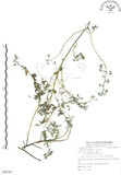 中文名:三葉木藍(S085365)學名:Indigofera trifoliata L.(S085365)英文名:Gland-dotted Indigo