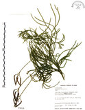中文名:地刷子(P003019)學名:Lycopodium complanatum L. (P003019)英文名:Taiwan running-pine