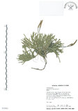 中文名:地刷子(P003082)學名:Lycopodium complanatum L. (P003082)英文名:Taiwan running-pine