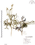 中文名:地刷子(P003102)學名:Lycopodium complanatum L. (P003102)英文名:Taiwan running-pine
