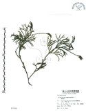 中文名:地刷子(P003106)學名:Lycopodium complanatum L. (P003106)英文名:Taiwan running-pine
