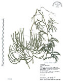 中文名:地刷子(P003146)學名:Lycopodium complanatum L. (P003146)英文名:Taiwan running-pine