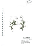 中文名:地刷子(P003148)學名:Lycopodium complanatum L. (P003148)英文名:Taiwan running-pine