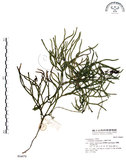 中文名:地刷子(P004070)學名:Lycopodium complanatum L. (P004070)英文名:Taiwan running-pine