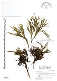 中文名:地刷子(P004282)學名:Lycopodium complanatum L. (P004282)英文名:Taiwan running-pine