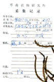 中文名:地刷子(P004897)學名:Lycopodium complanatum L. (P004897)英文名:Taiwan running-pine