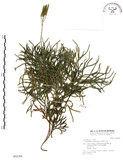 中文名:地刷子(P005268)學名:Lycopodium complanatum L. (P005268)英文名:Taiwan running-pine
