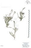 中文名:地刷子(P005602)學名:Lycopodium complanatum L. (P005602)英文名:Taiwan running-pine