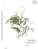 中文名:地刷子(P006129)學名:Lycopodium complanatum L. (P006129)英文名:Taiwan running-pine