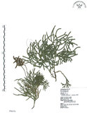 中文名:地刷子(P006476)學名:Lycopodium complanatum L. (P006476)英文名:Taiwan running-pine