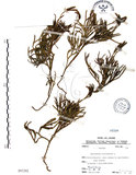 中文名:地刷子(P007292)學名:Lycopodium complanatum L. (P007292)英文名:Taiwan running-pine