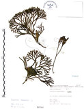 中文名:地刷子(P007301)學名:Lycopodium complanatum L. (P007301)英文名:Taiwan running-pine