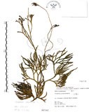 中文名:地刷子(P007302)學名:Lycopodium complanatum L. (P007302)英文名:Taiwan running-pine