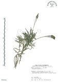 中文名:地刷子(P009096)學名:Lycopodium complanatum L. (P009096)英文名:Taiwan running-pine
