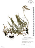中文名:地刷子(P009318)學名:Lycopodium complanatum L. (P009318)英文名:Taiwan running-pine