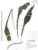 中文名:萊氏線蕨(P000662)學名:Colysis wrightii (Hook.) Ching(P000662)