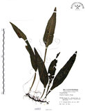 中文名:萊氏線蕨(P000663)學名:Colysis wrightii (Hook.) Ching(P000663)